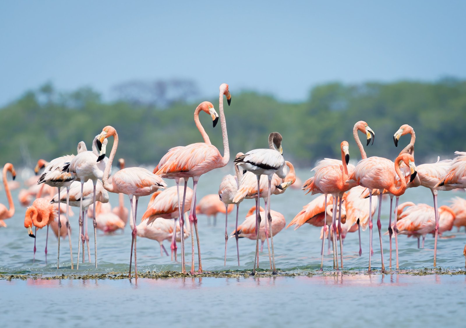 Caribbean Birds by Retorno Birding tours