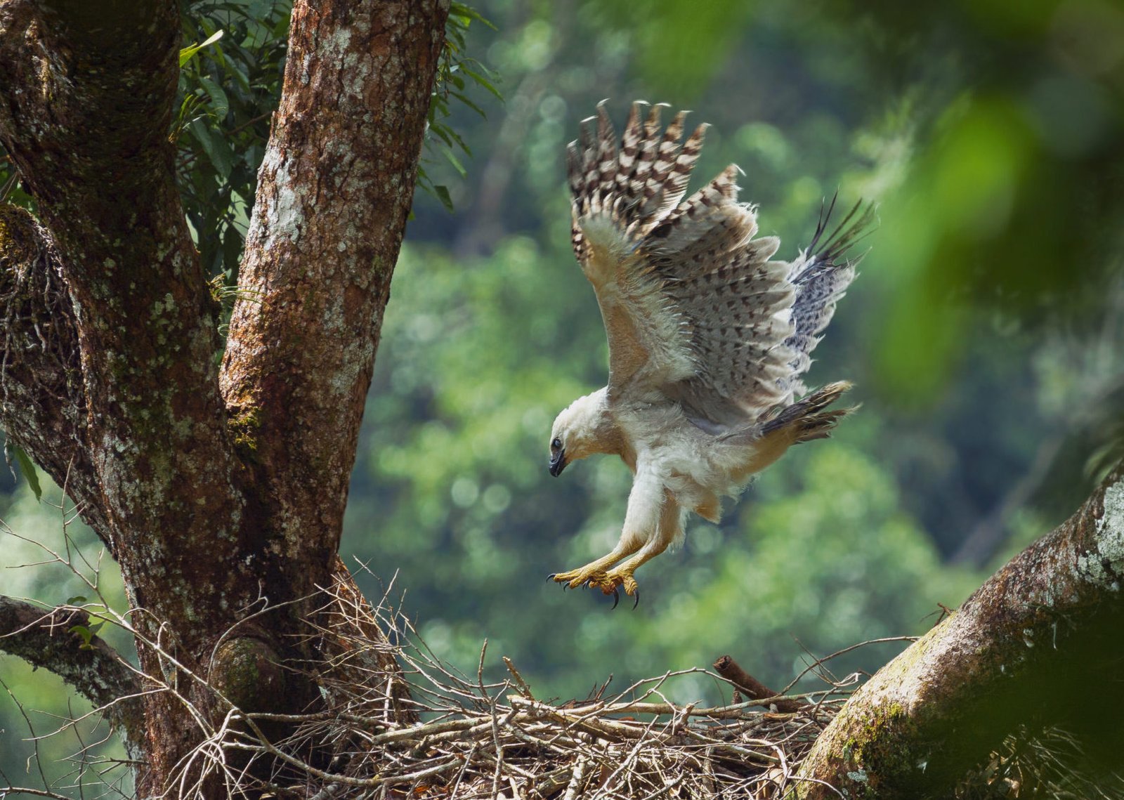 Harpy Eagle Expedition Photo Tour by Retorno Birding