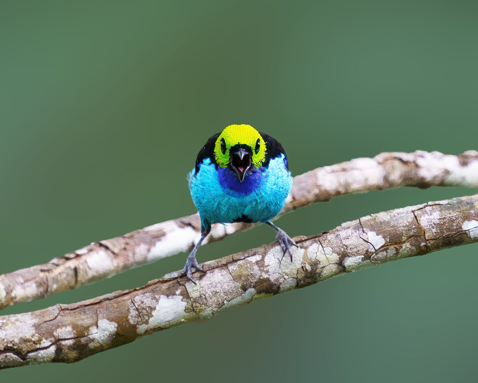 Southwest of Colombia, bird photo tour Colombia