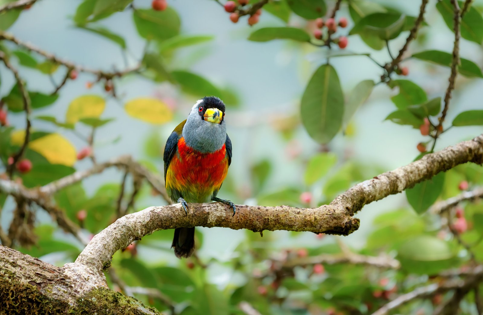 Toucan Barbet from Colombia, Bird Photography tour, by Retorno Birding.