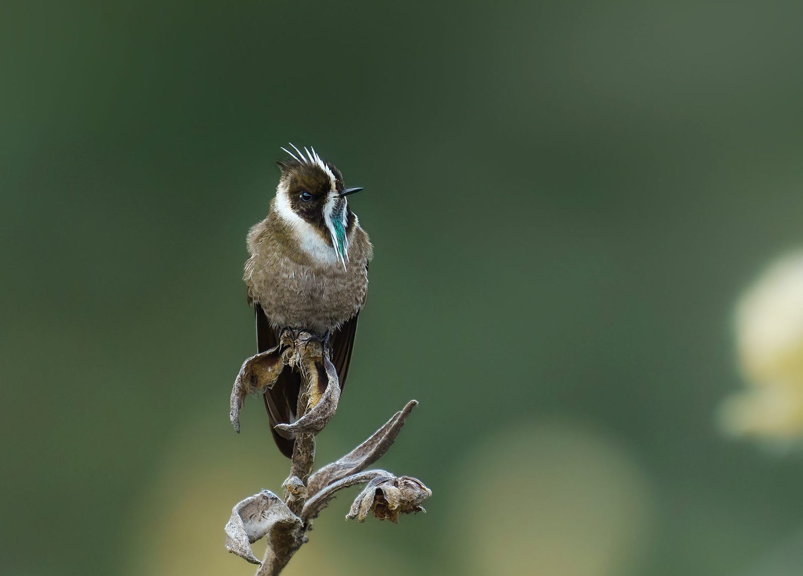 The Hummingbirds of the Holy Trinity by Retorno Birding