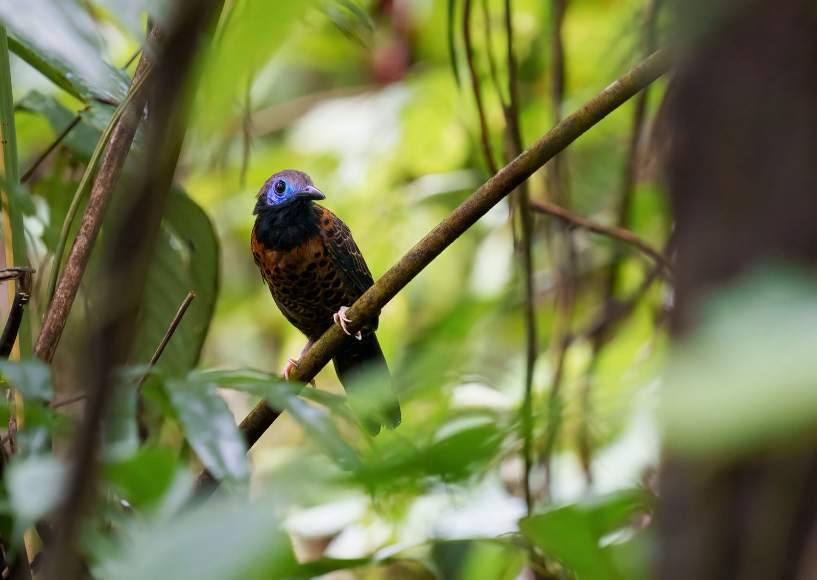 Choco Biogeorgaphic Bird Expedition by Retorno Birding