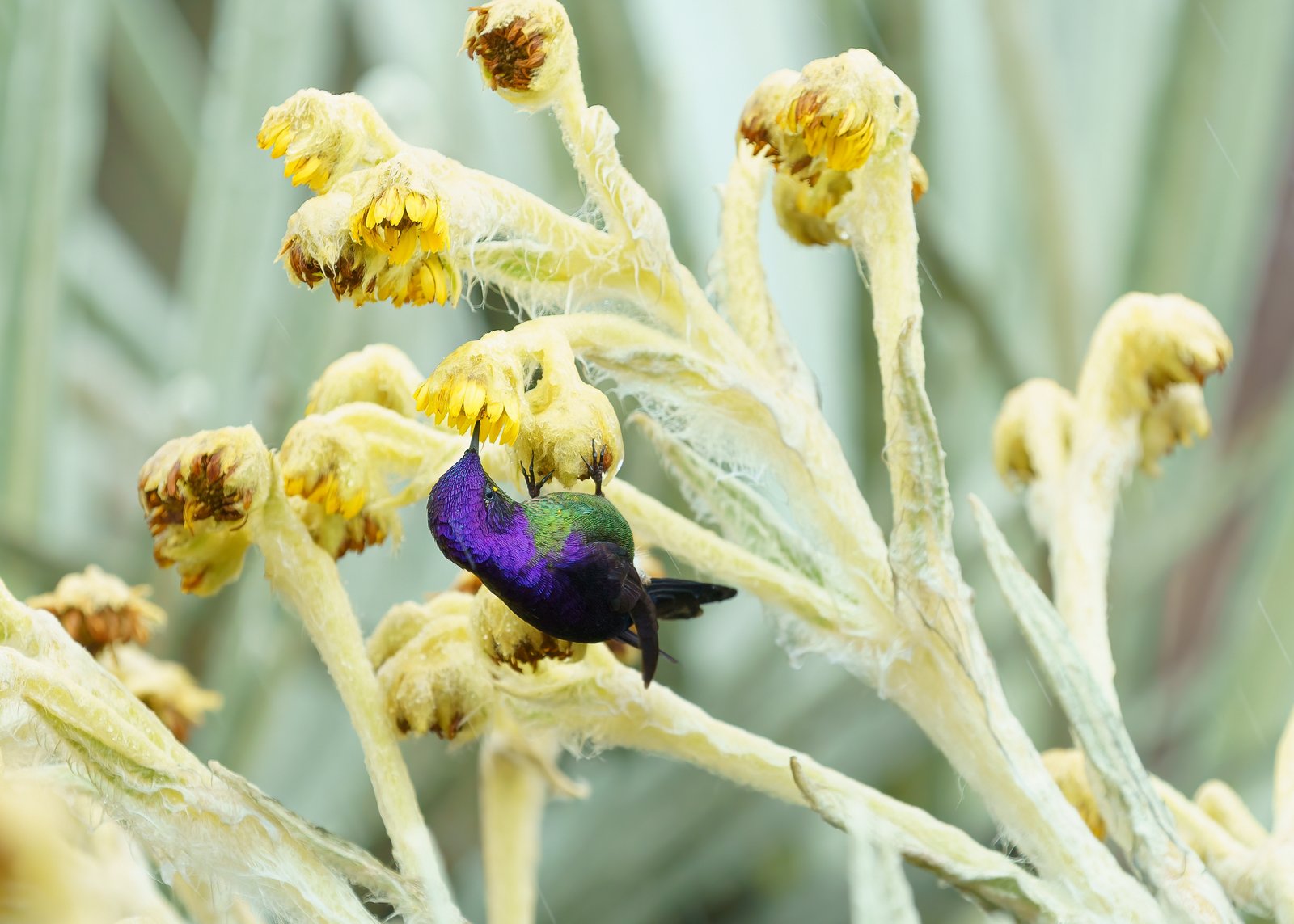 The Hummingbirds of the Holy Trinity By Retorno Biridng